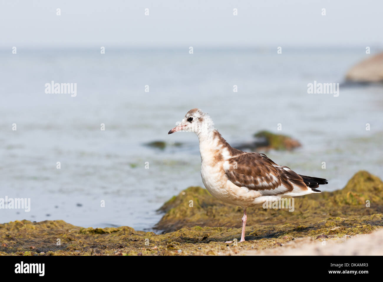 Primo piano di una sea gull o mew Foto Stock