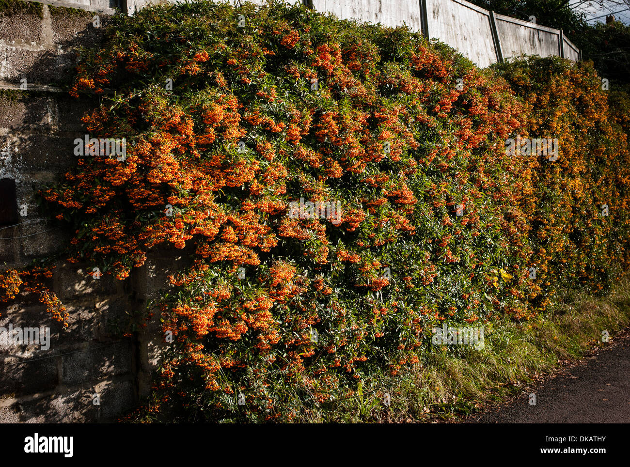 Una parete ricoperta in pyracantha a bacca arbusti nel novembre del Regno Unito Foto Stock