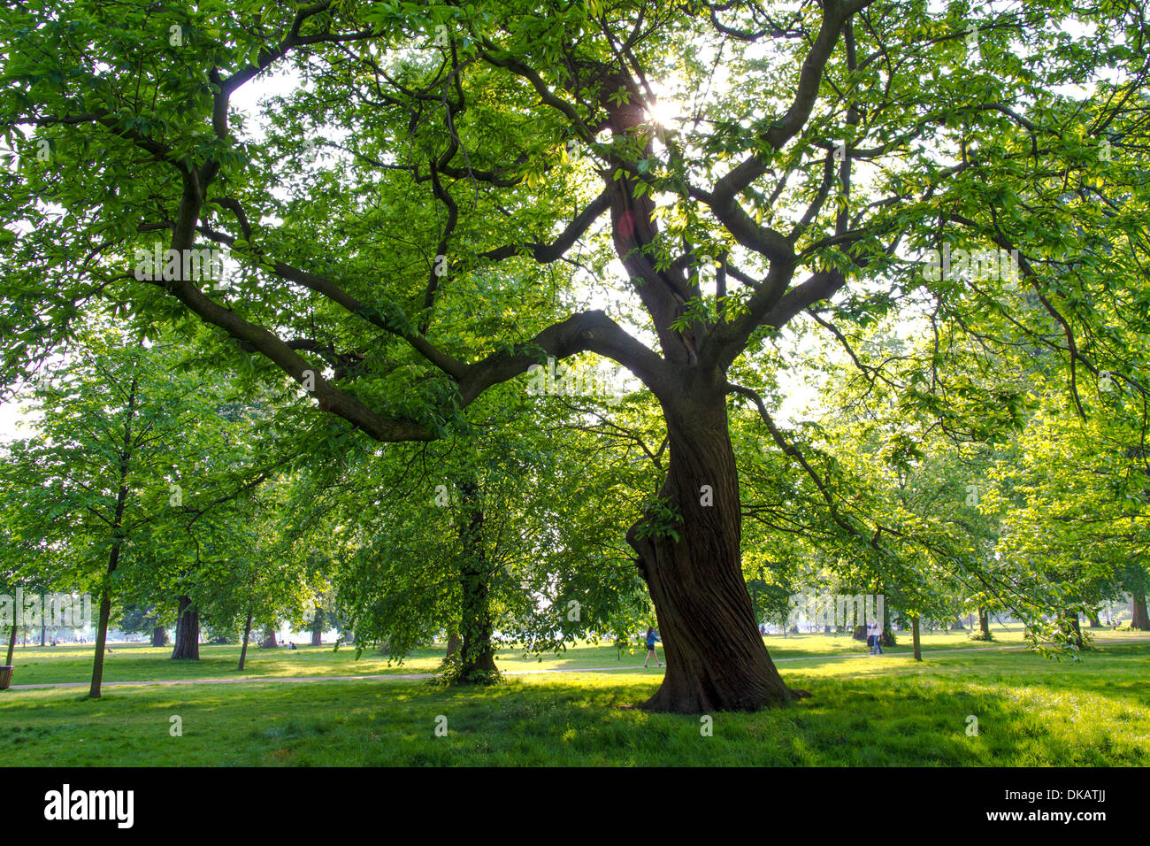 Un albero gigante in Hyde Park Londra Foto Stock