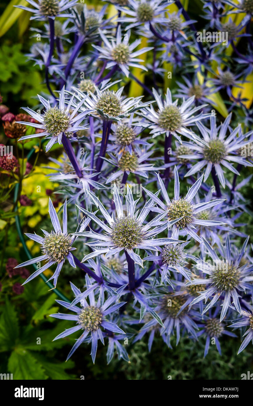 (Probabilmente) Eryngium Miss Wilmotts Ghost in un giardino scozzese Foto Stock