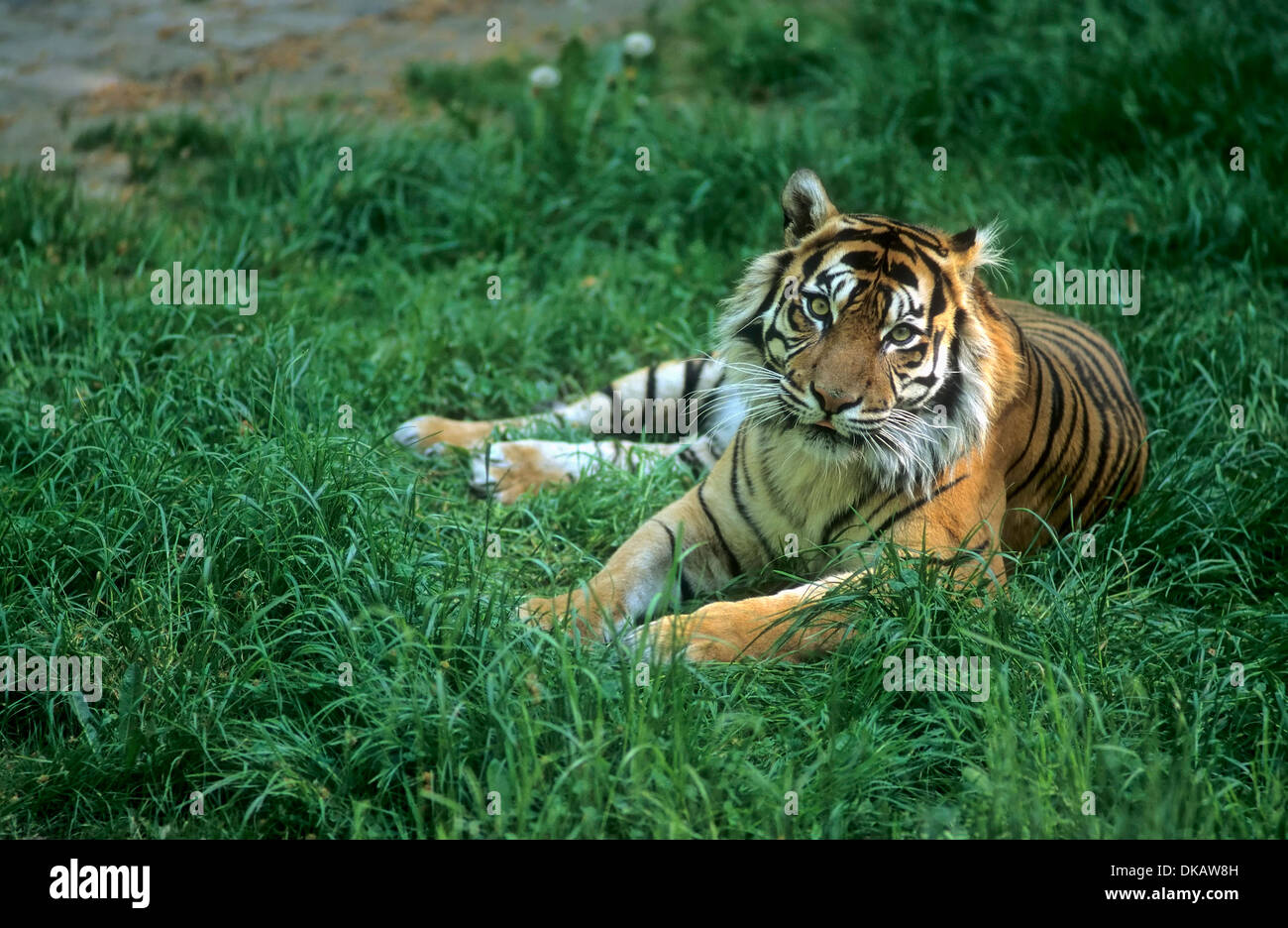 La tigre di Sumatra (Panthera tigris sumatrae), junger Sumatra-Tiger Foto Stock