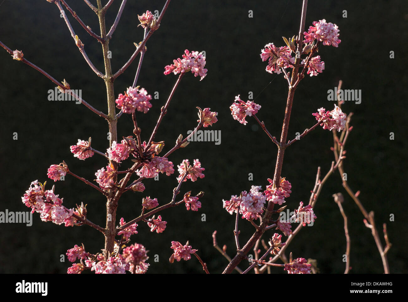 Fioritura viburnum tinus vigilia di 'Prezzo' in inverno Foto Stock