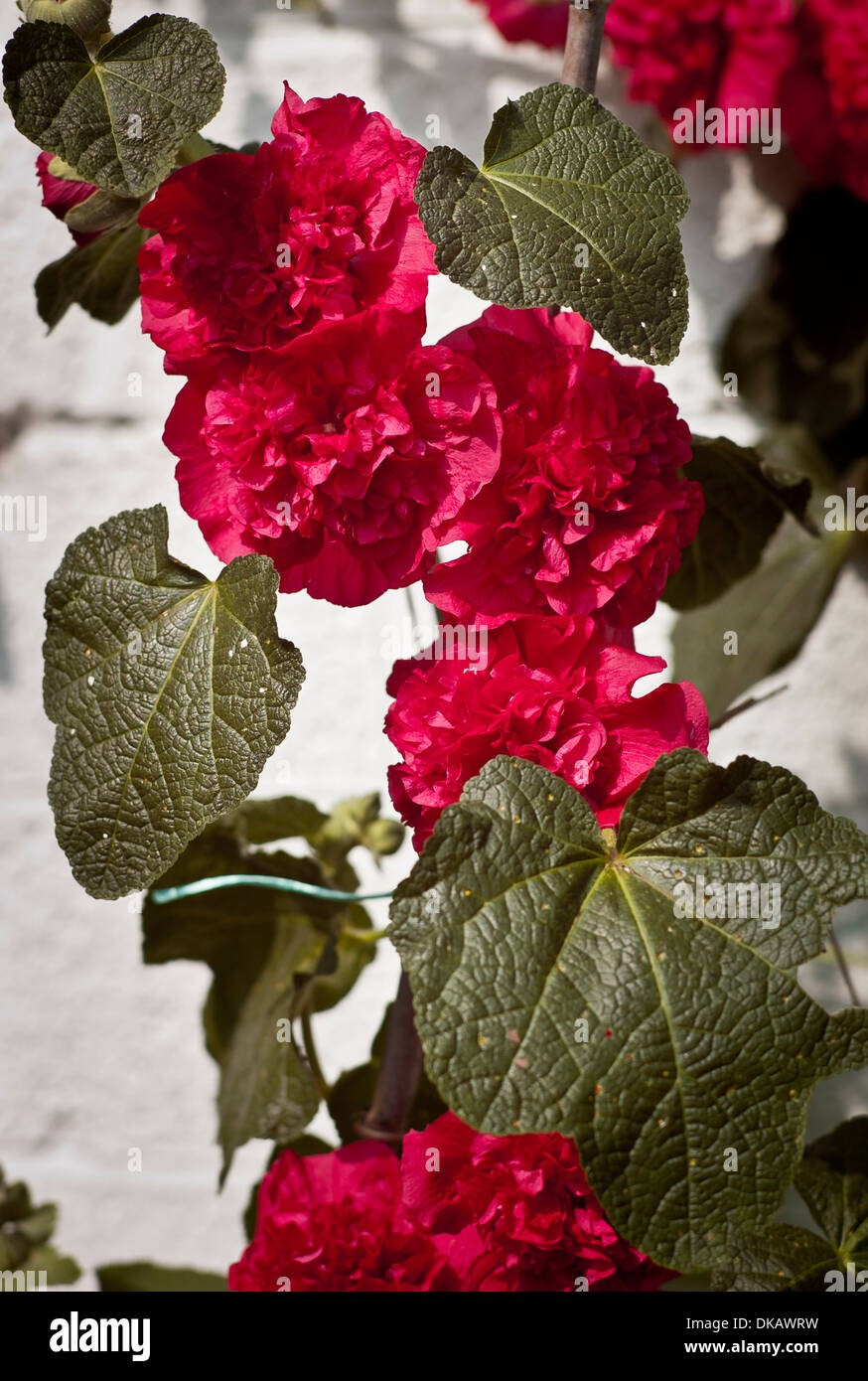 Scarlet hollyhocks doppia Foto Stock
