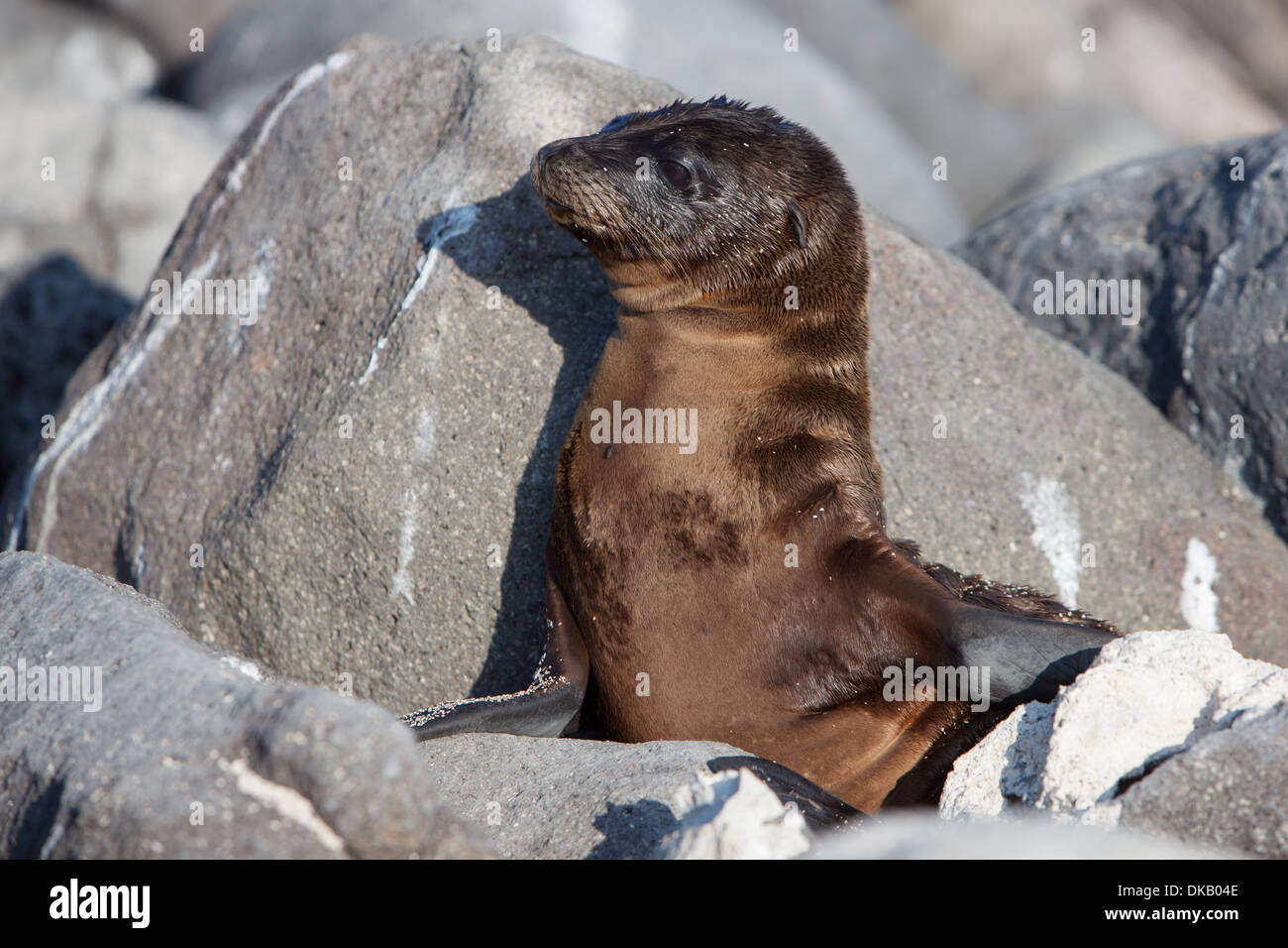 Le Galapagos Sea Lion Zalophus californianus animale Foto Stock