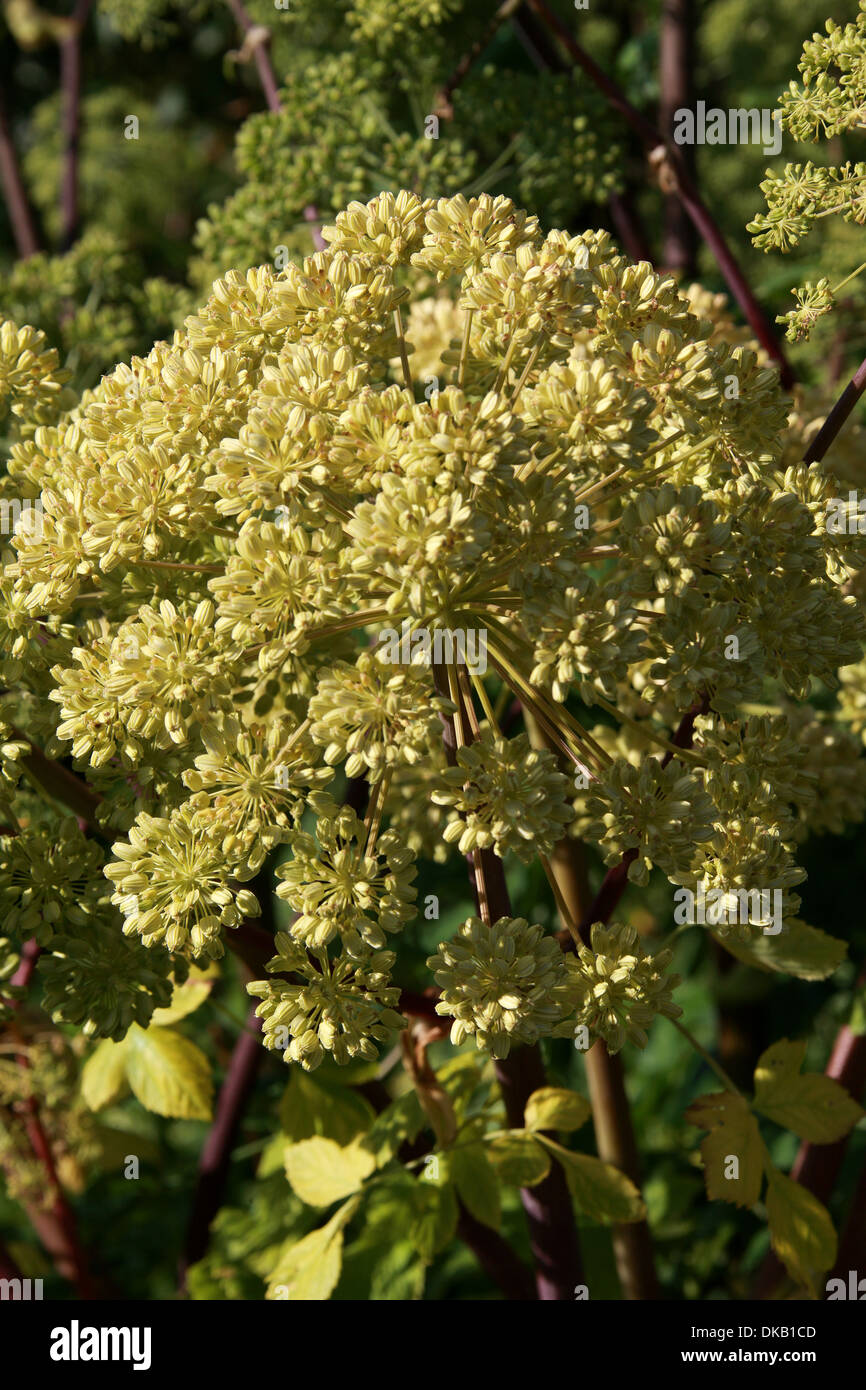 Wild Angelica, Bosco Angelica, massa di ceneri, Santo Spirito, Angelica sylvestris 'vicario dell' Mead, Apiaceae. Foto Stock