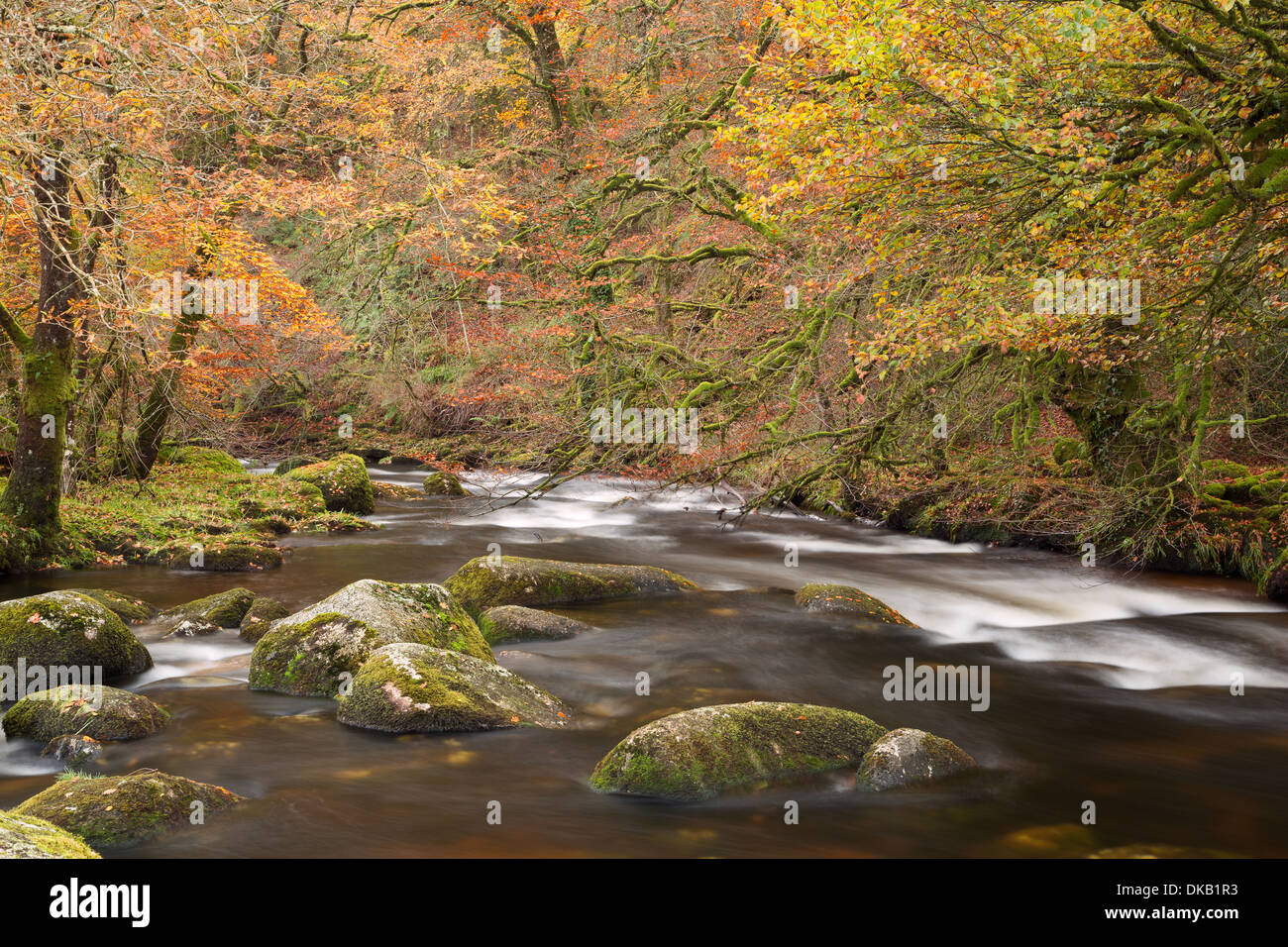 Il fiume Dart in autunno del Parco Nazionale di Dartmoor Devon UK Foto Stock