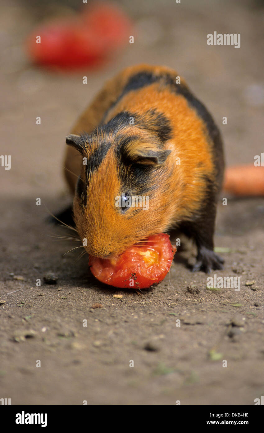 La cavia (cavia porcellus), cavy, Hausmeerschweinchen (cavia porcellus) Foto Stock