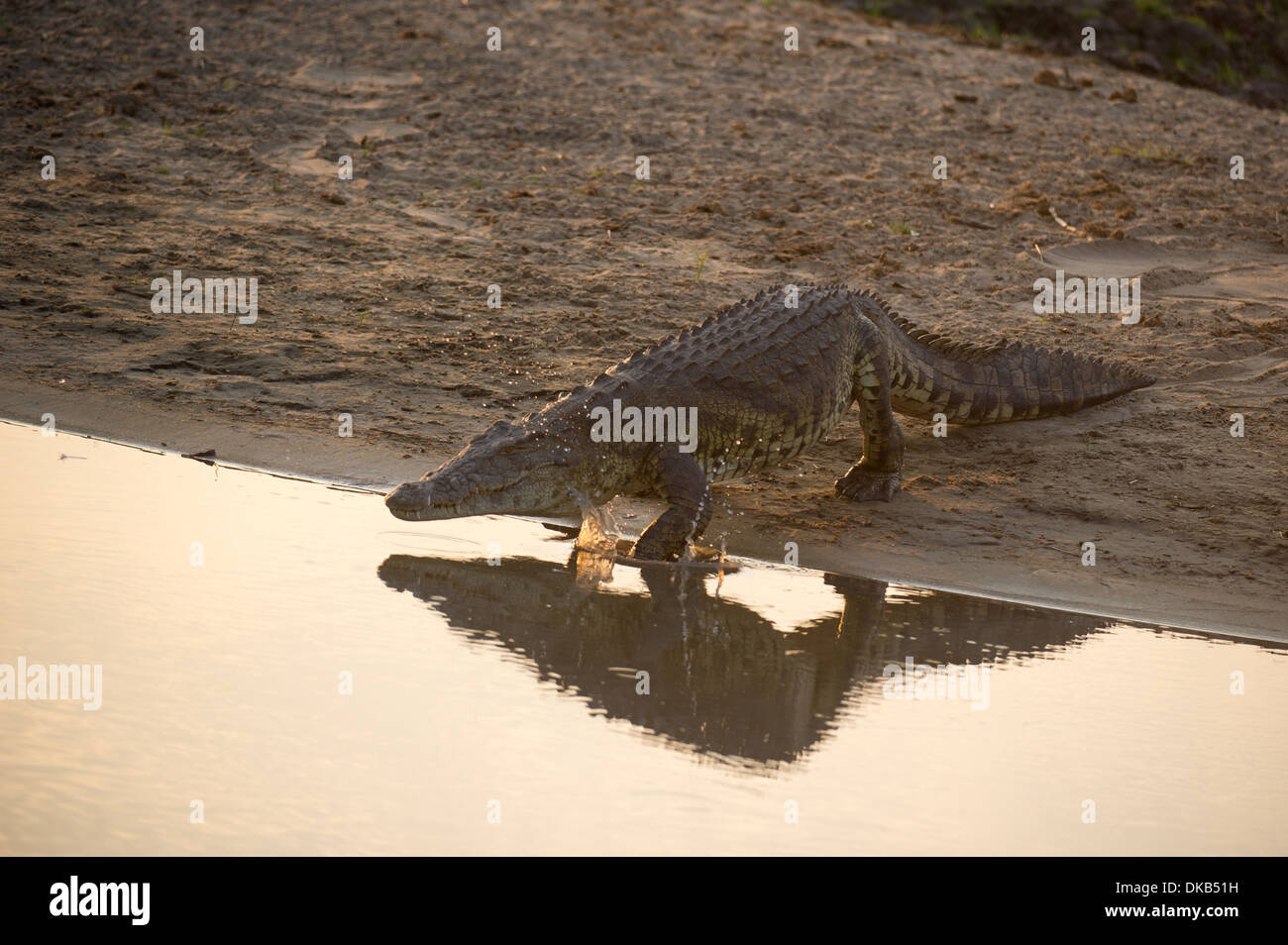 Coccodrillo del Nilo a piedi in acqua, Crocodylus niloticus, Katavi National Park, Tanzania Foto Stock