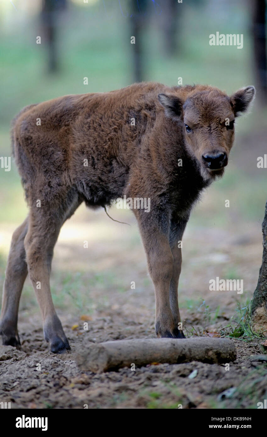 Wisent o europeo (bison Bison bonasus) Frankenhof Wildlife Park, Wisentkuh, Wisent oder Europaeischer (Bison Bison bonasus) Foto Stock