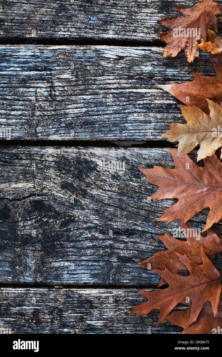 In autunno o sfondo di ringraziamento Foto Stock
