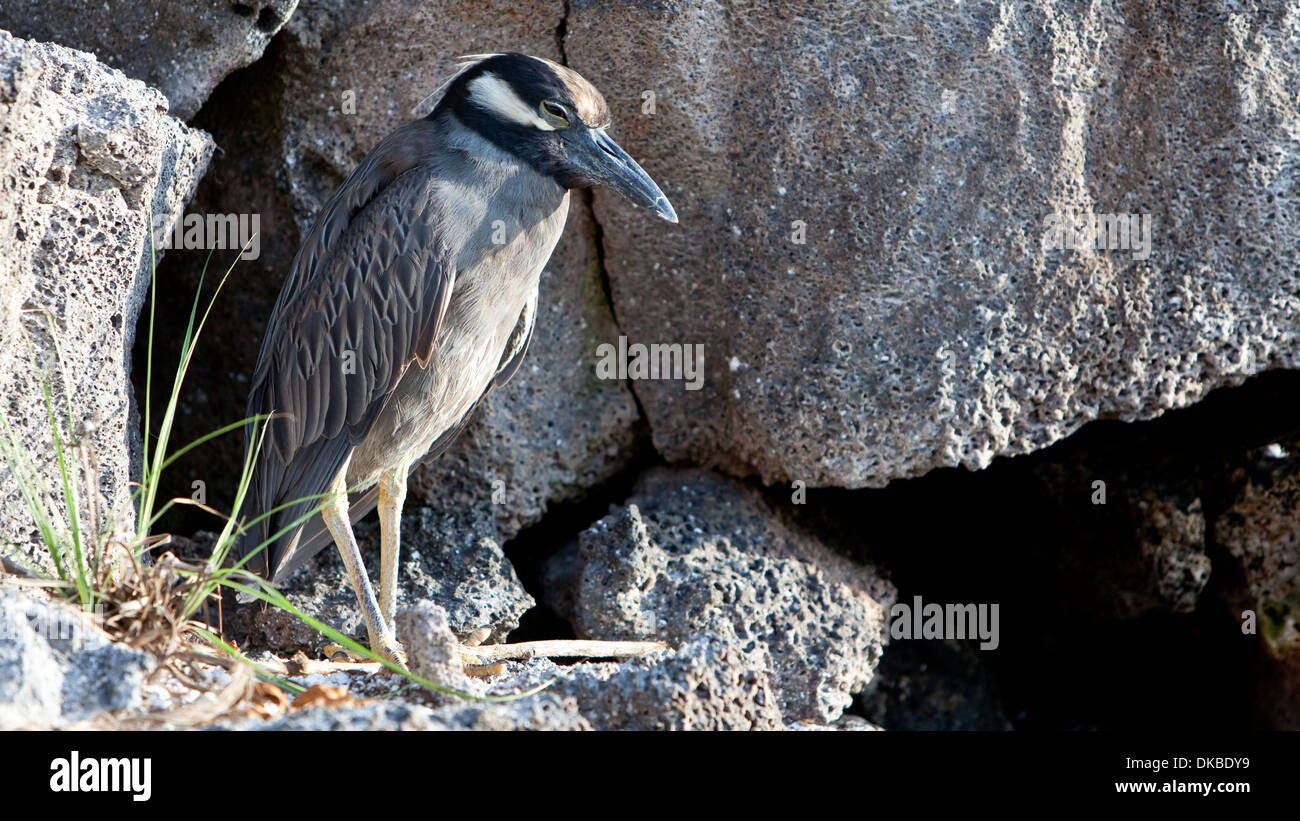 Giallo-incoronato Night heron Nycticorax tendente al violaceo Foto Stock