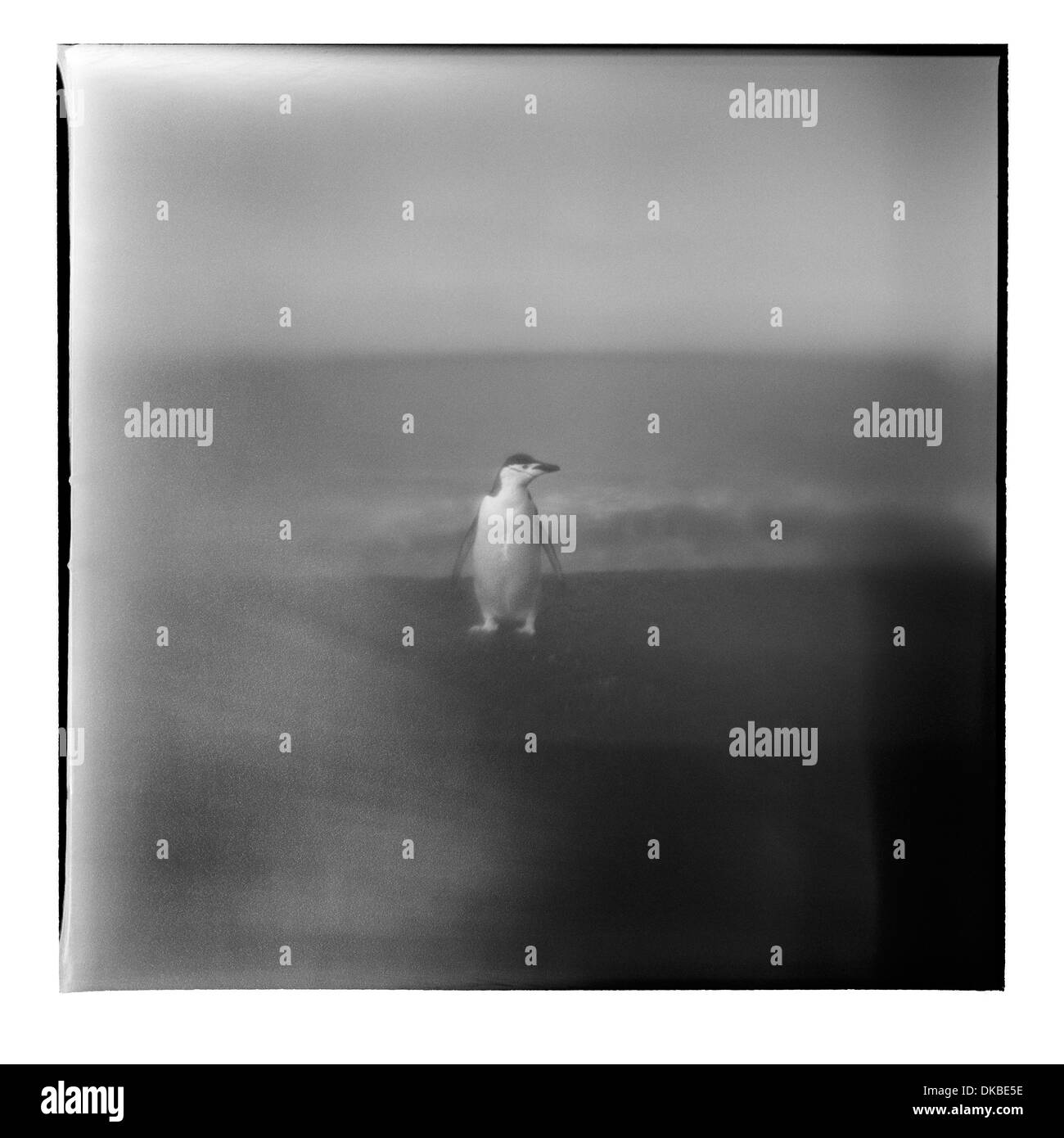 L'Antartide, isola Deception, offuscata immagine in bianco e nero di pinguini Chinstrap permanente sulla sabbia nera vulcanica beach Foto Stock