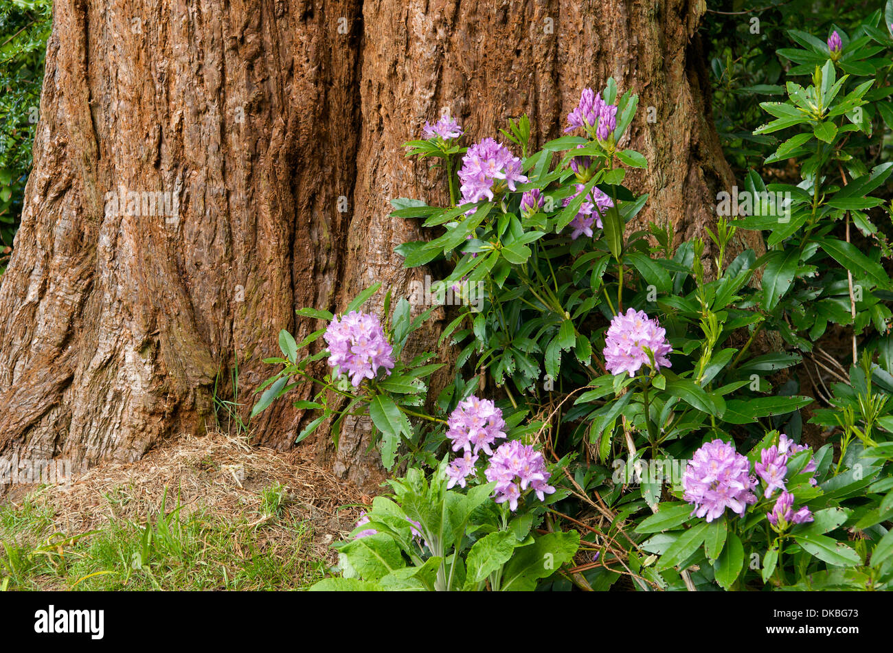 Rhododendron crescente mediante una struttura ad albero in un giardino, Wales, Regno Unito Foto Stock