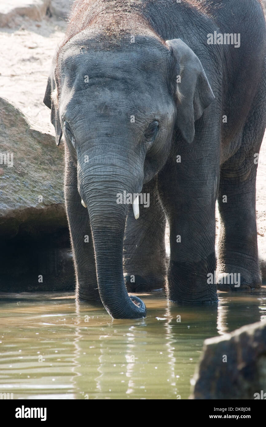 Giovane elefante asiatico o Elephas maximus giocare in acqua Foto Stock