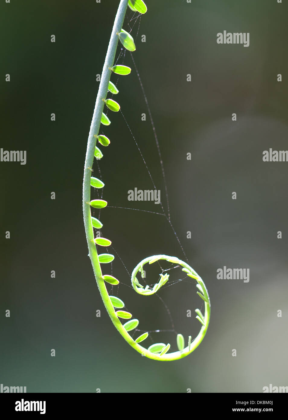 Bobina di felce plant [vita vegetale] curl whorl di scorrimento Foto Stock