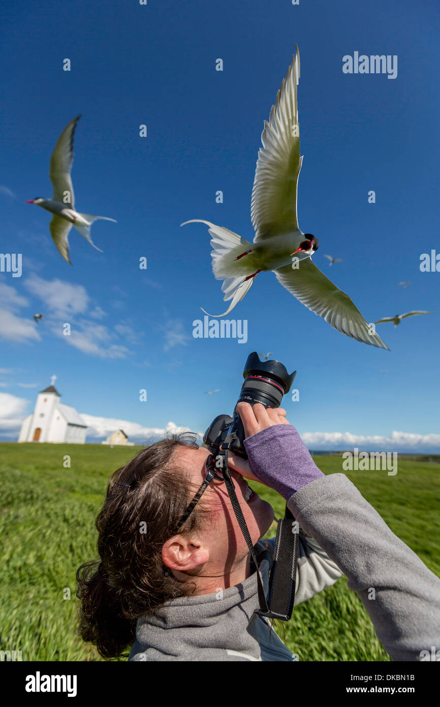 Fotografare le sterne artiche (Sterna paradisaea), Isola di Flatey, Breidafjordur, Islanda Foto Stock