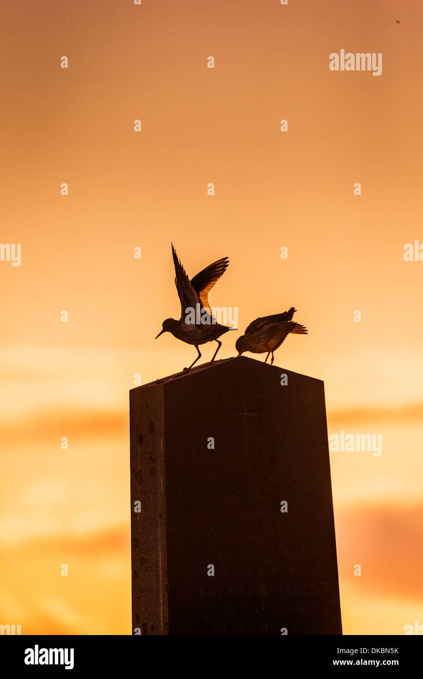 (Redshank Tringa totanus), Isola di Flatey, Breidafjordur, Islanda Foto Stock