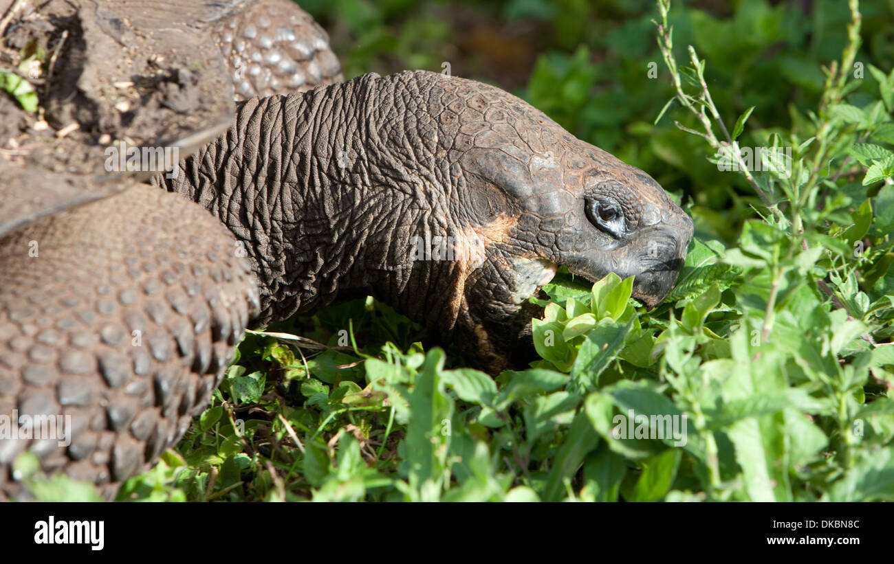 Le Galapagos Tartaruga Geochelone elephantopus rettile Foto Stock