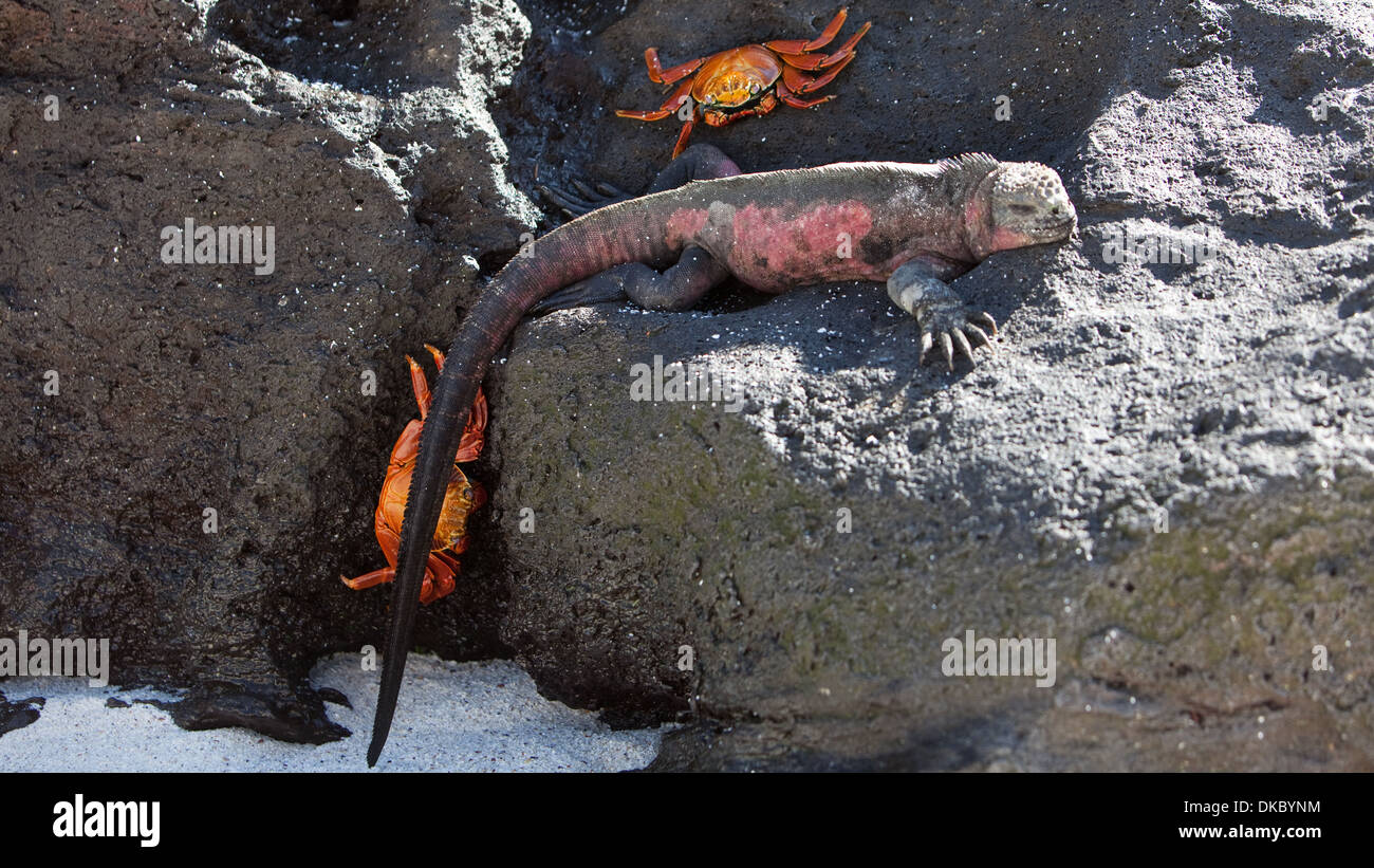 Iguana marina Amblyrhyncus christatus rettile Foto Stock