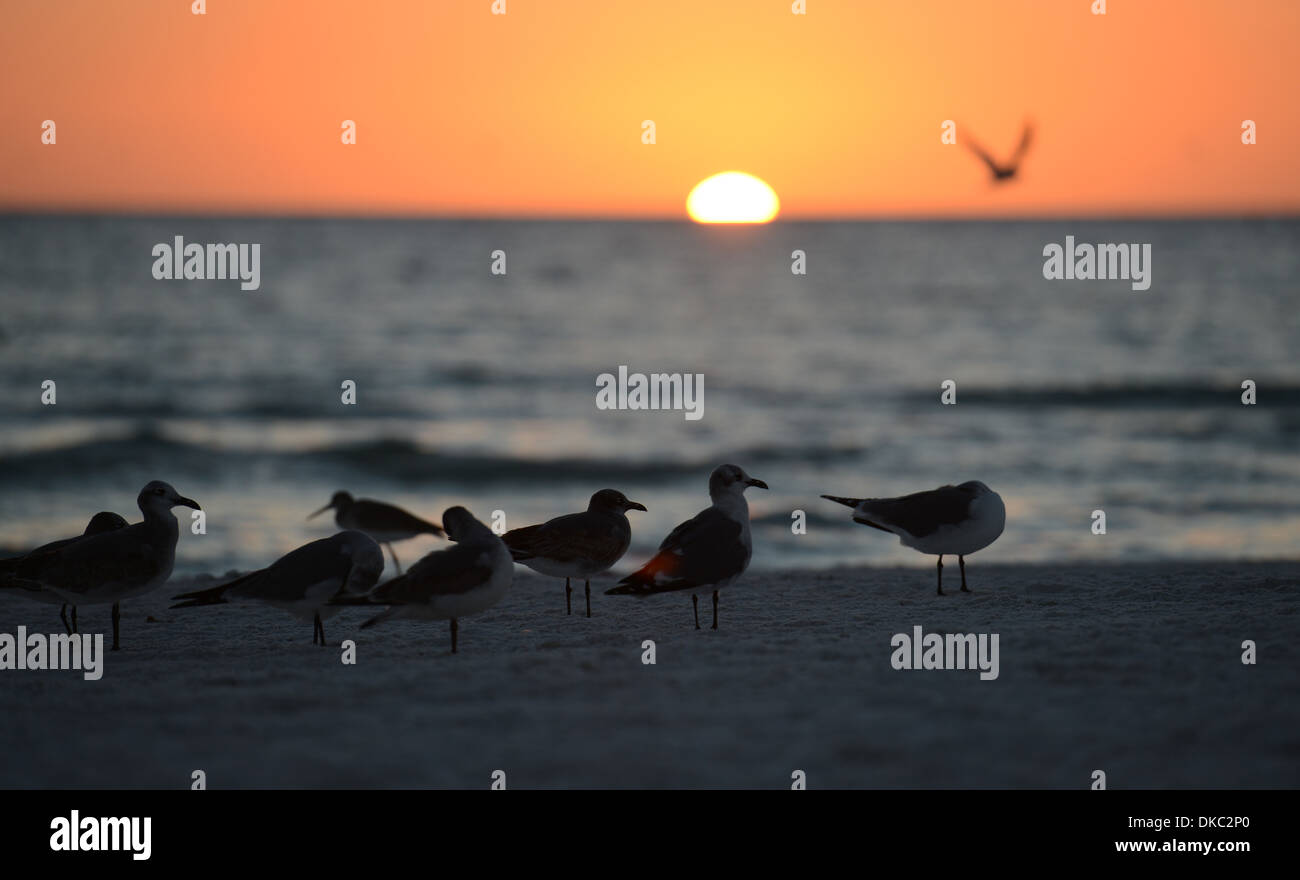 Gabbiani volare al tramonto sulla Siesta Key, Florida. Foto Stock