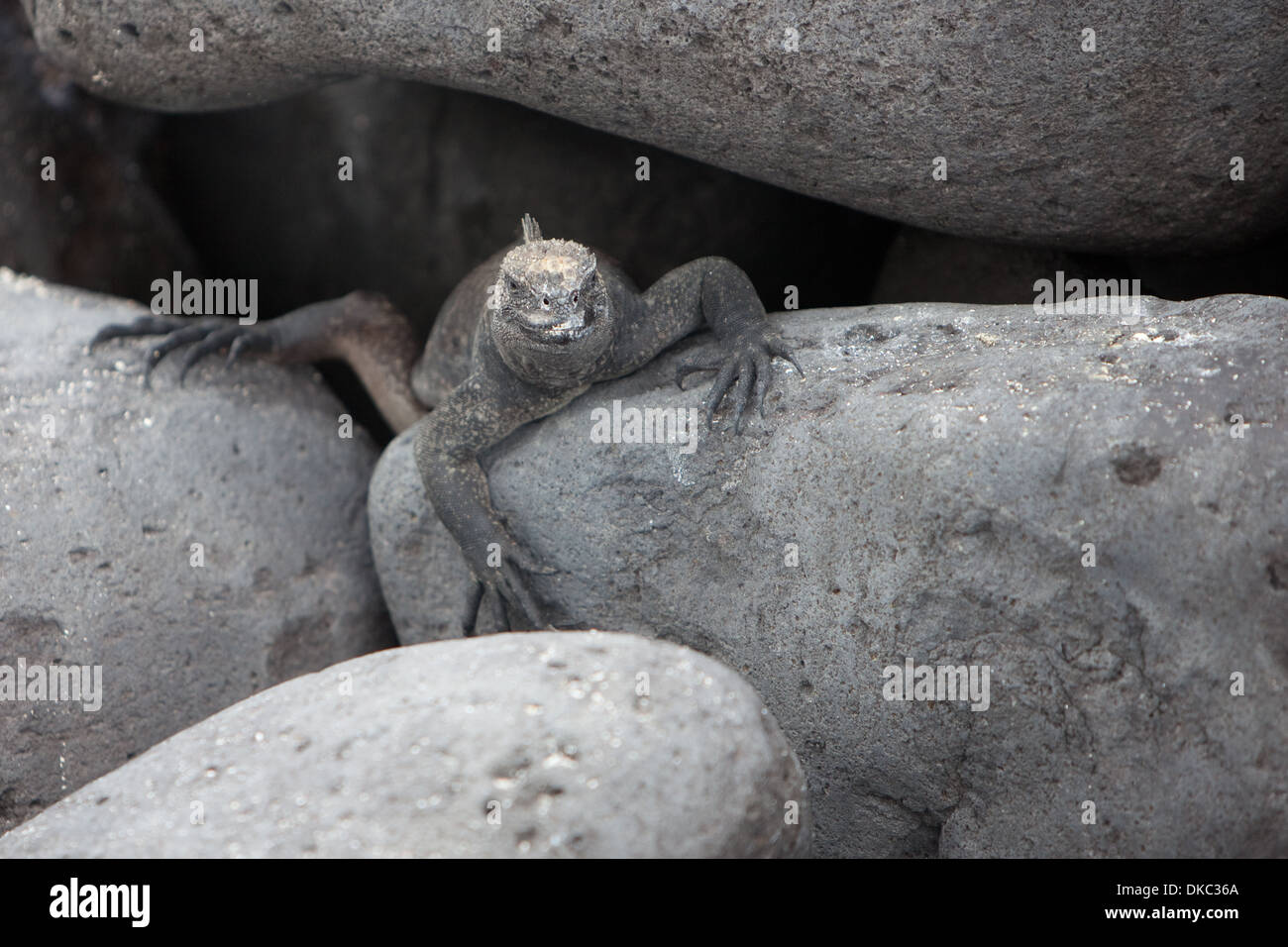 Iguana marina Amblyrhyncus christatus rettile Foto Stock