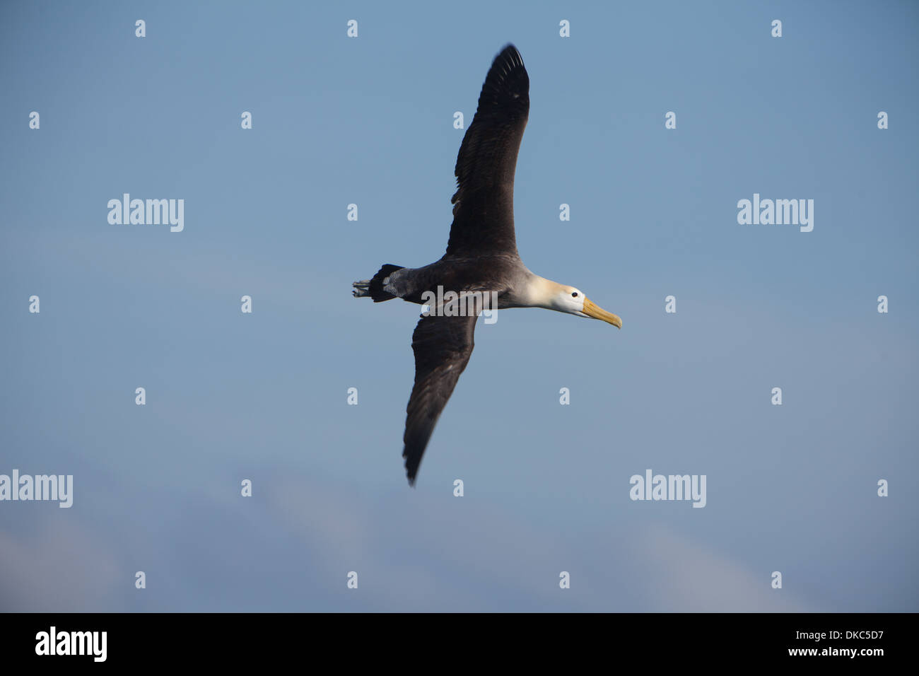 Sventolato Albatros Diomedea irrorata fauna animale Foto Stock