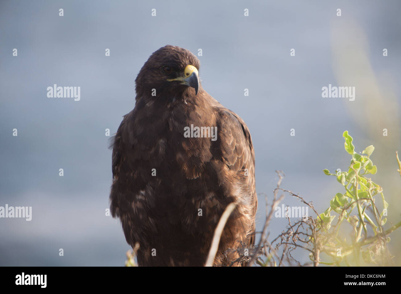 Buteo galapagoensis Galapagos Hawk fauna animale Foto Stock