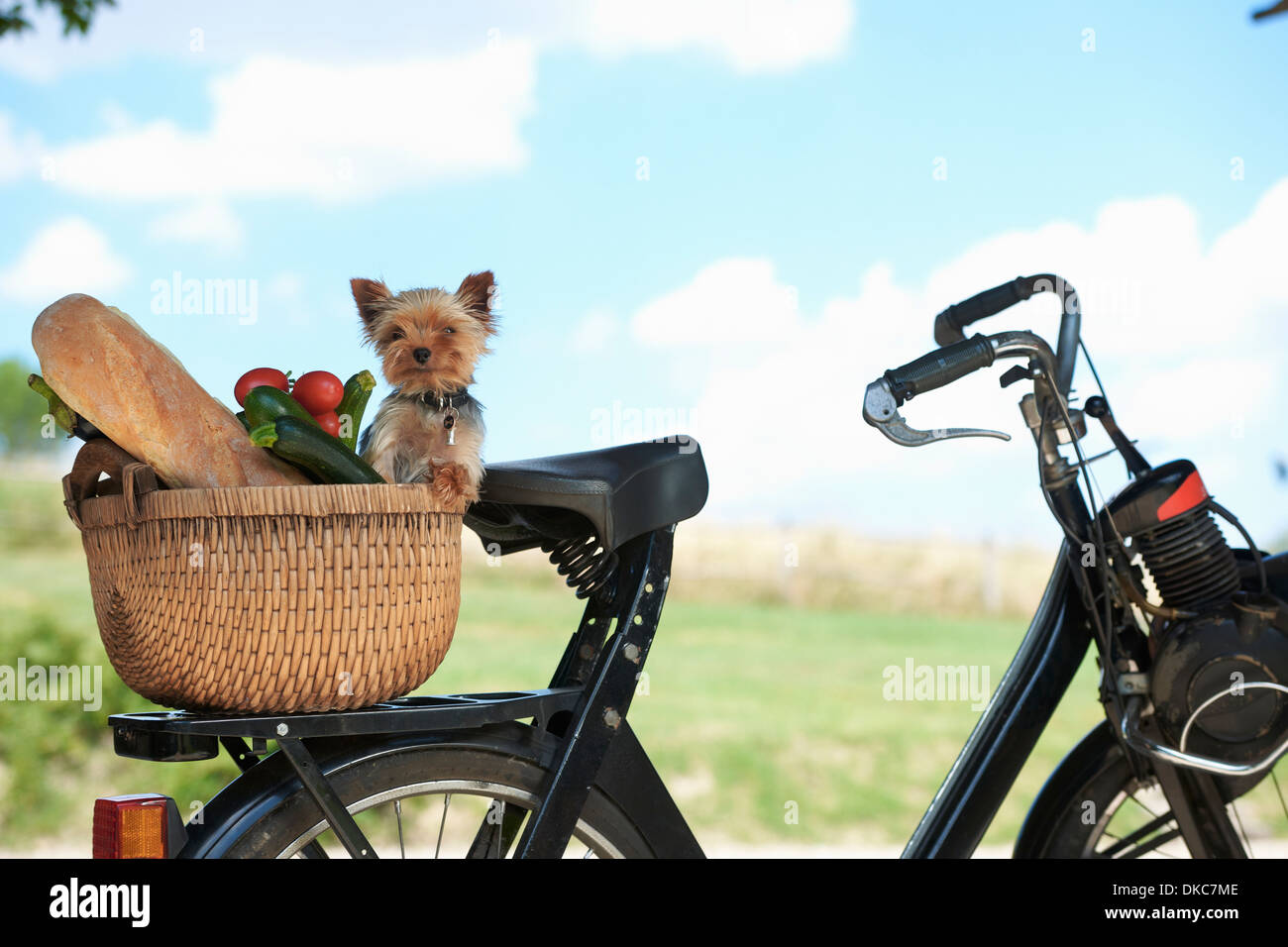 Cane e le verdure nel cestello della bicicletta elettrica Foto Stock