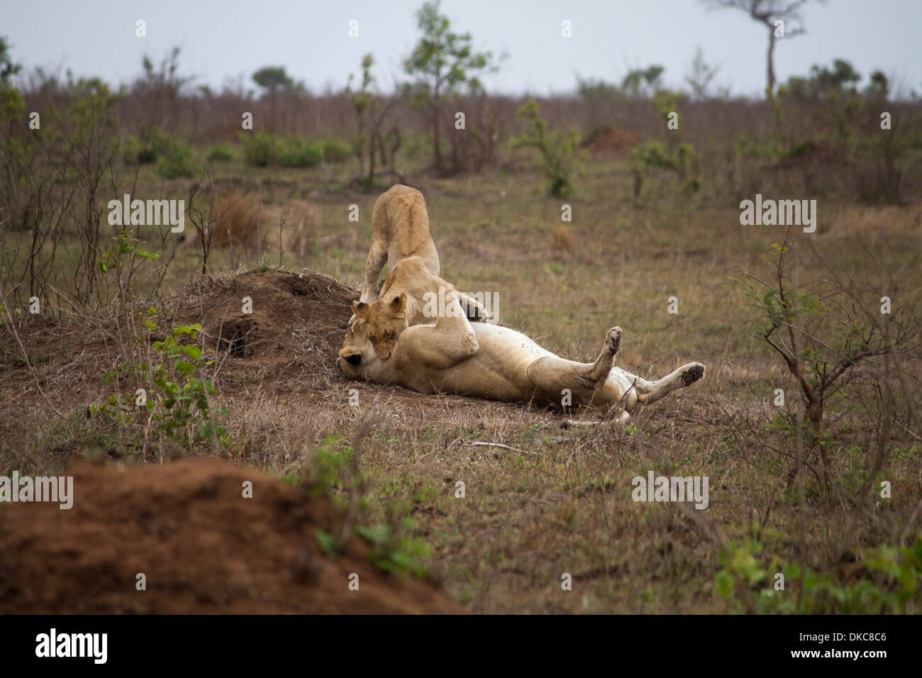 Due leonesse a giocare nella parte inferiore Sabie area del Parco Nazionale di Kruger, Sud Africa Foto Stock