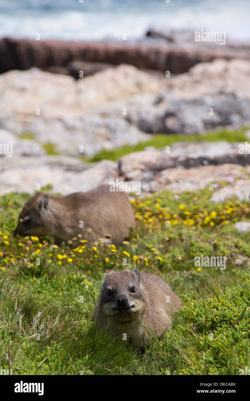 Rock Hyrax (Dassie) in Hermanus, Western Cape, Sud Africa Foto Stock