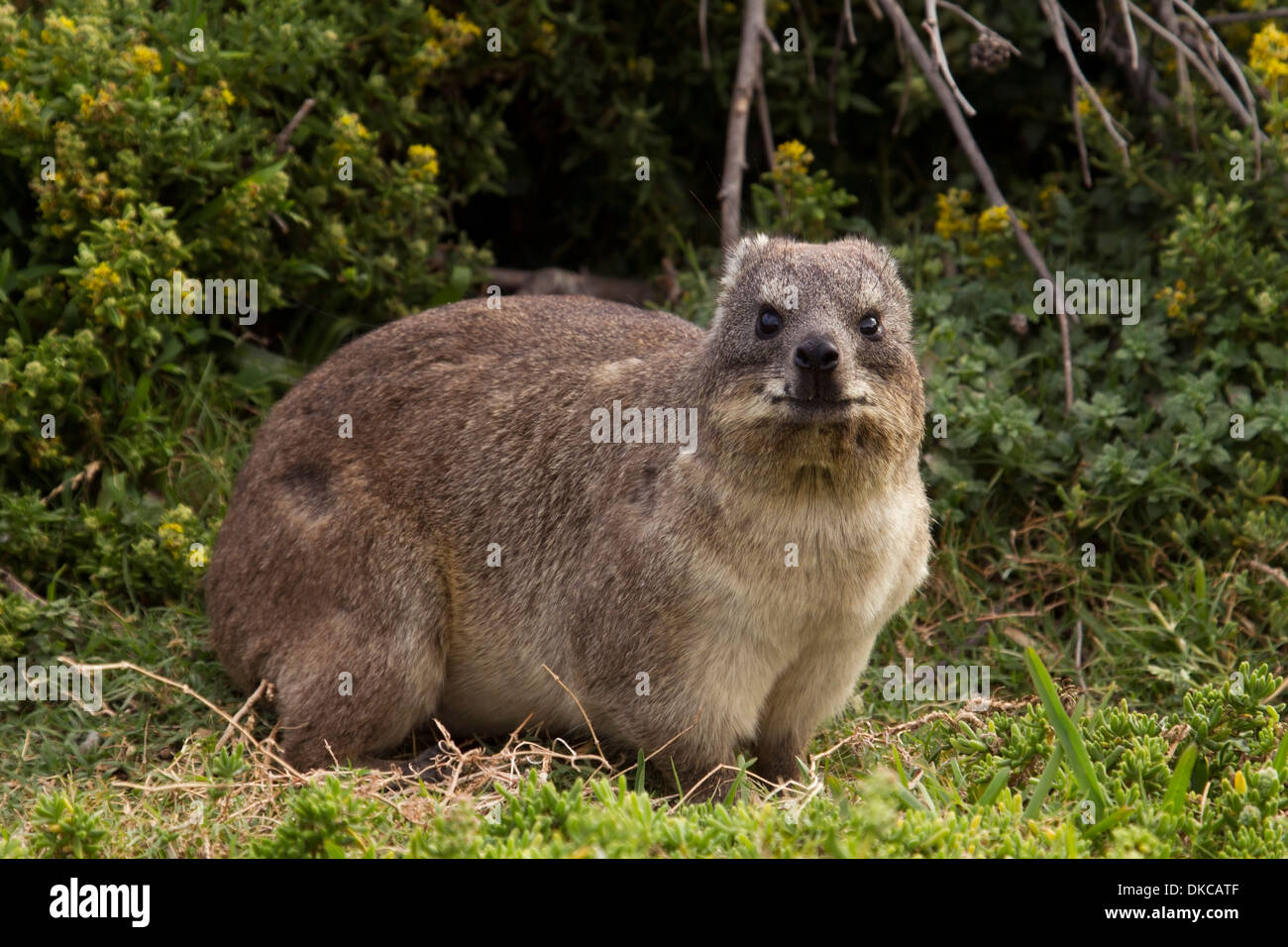 Rock Hyrax (Dassie) in Betty's Bay nel Western Cape, Sud Africa Foto Stock