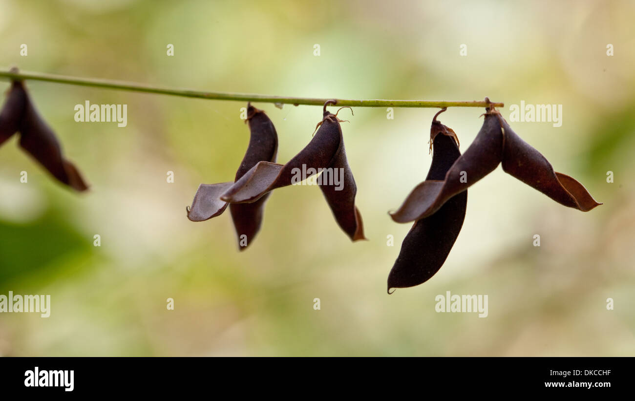 Le sementi sementi di piante [vita vegetale] flora Foto Stock