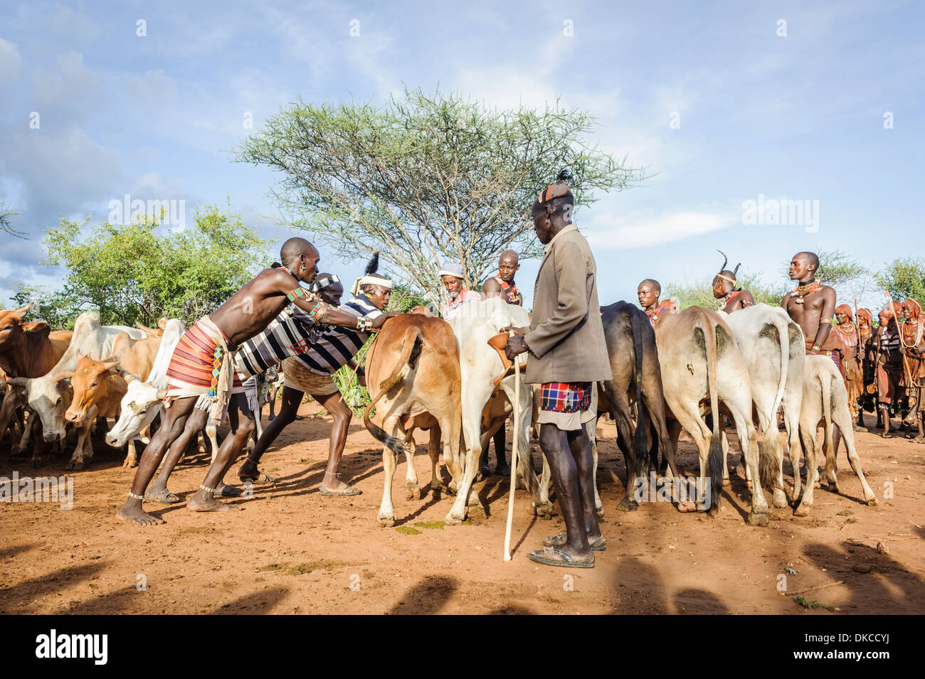 La raccolta del bestiame per un toro jumping cerimonia. Un rito di passaggio dai ragazzi per gli uomini. Hamer tribe, valle dell'Omo, Etiopia Foto Stock