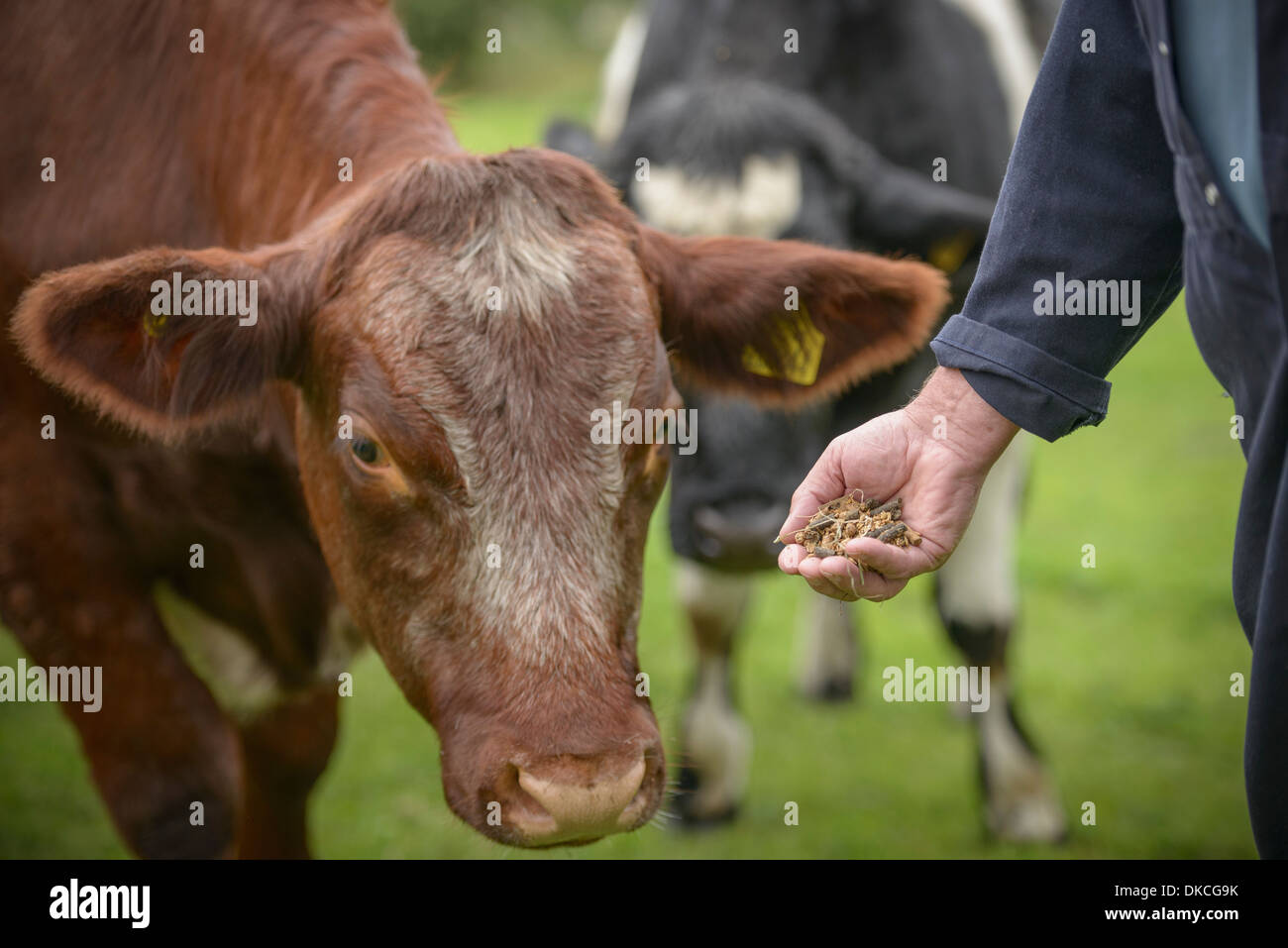 Close up di agricoltore l' alimentazione del bestiame a mano Foto Stock