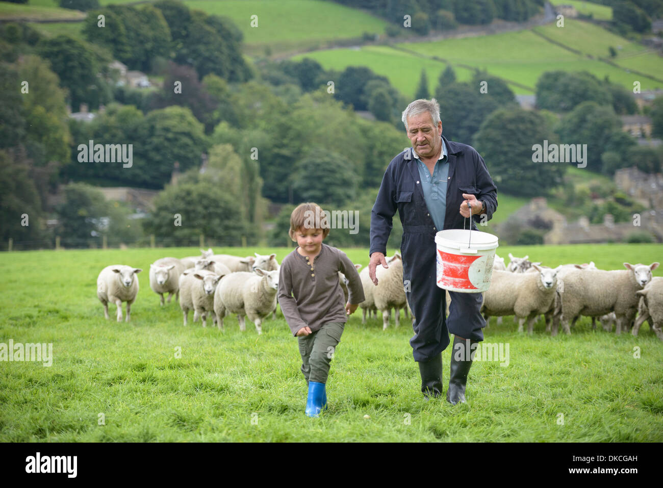 Coppia agricoltore e nipote di pecore di alimentazione nel campo Foto Stock