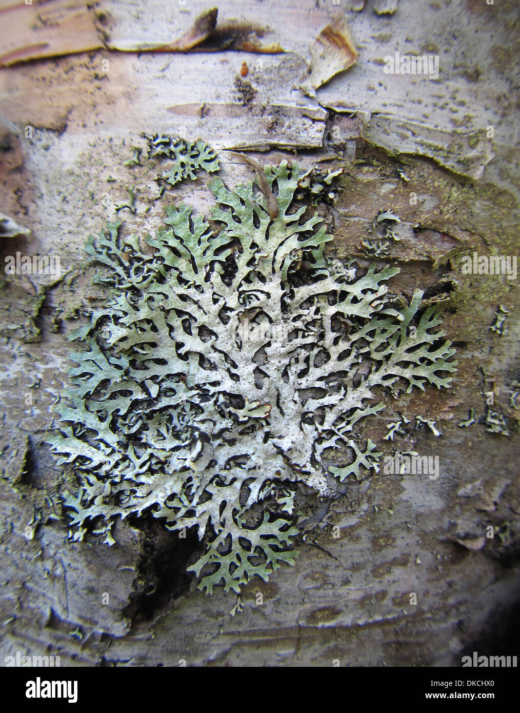 Treeflute lichen su una betulla. Credo veramente che si Menegazzia terebrata anche se alcuni hanno suggerito di genere Clairmont. Foto Stock
