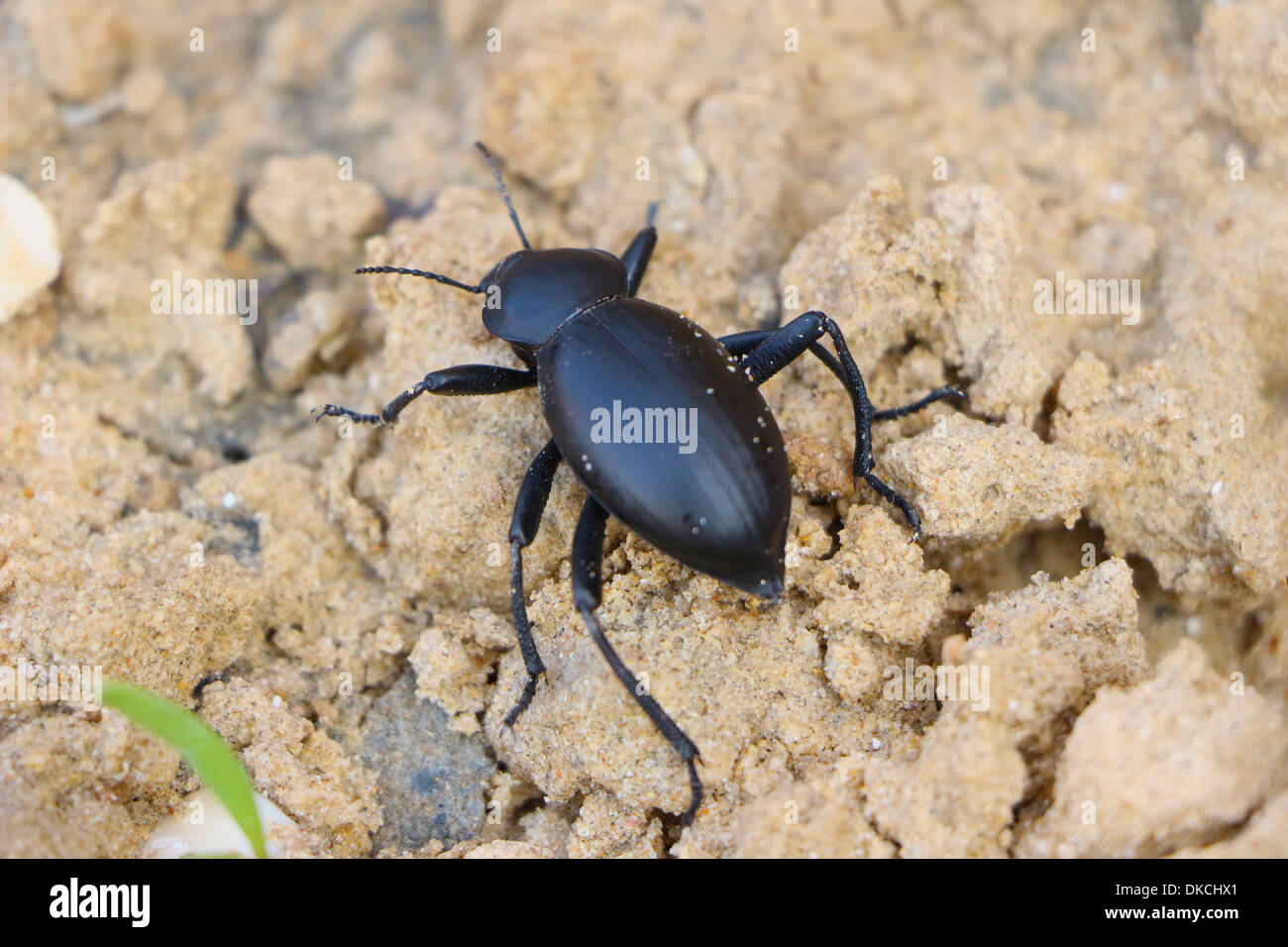 Foto macro dung beetle nell'ambiente naturale Foto Stock