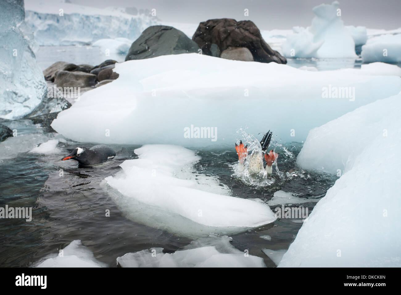 L'Antartide, de Cuverville Island, pinguino Gentoo (Pygoscelis papua) immersioni da iceberg-superficie coperta di ocean Foto Stock