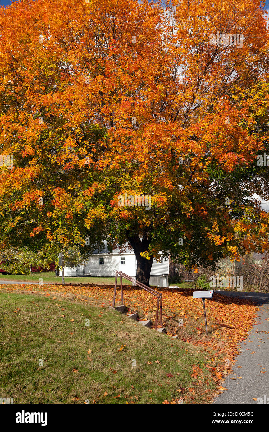 Albero di acero lascia la modifica dei colori in autunno. La Nuova Inghilterra, Stati Uniti d'America. Foto Stock