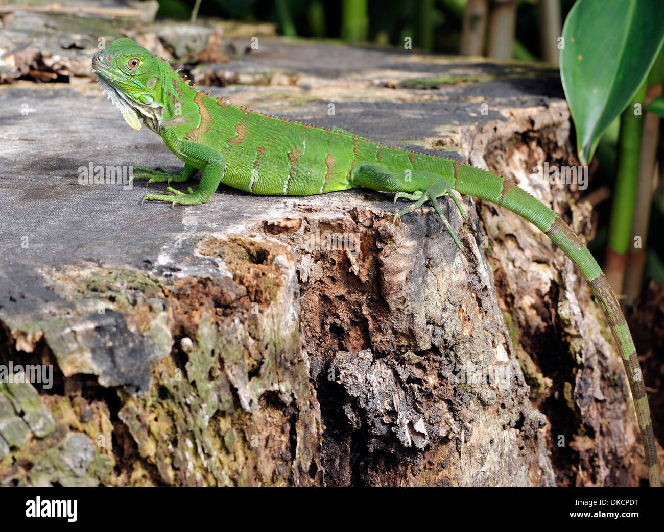 Un piccolo verde (iguana Iguana iguana). Tortuguero, Parco Nazionale di Tortuguero, Limon Provincia, Costa Rica. Foto Stock