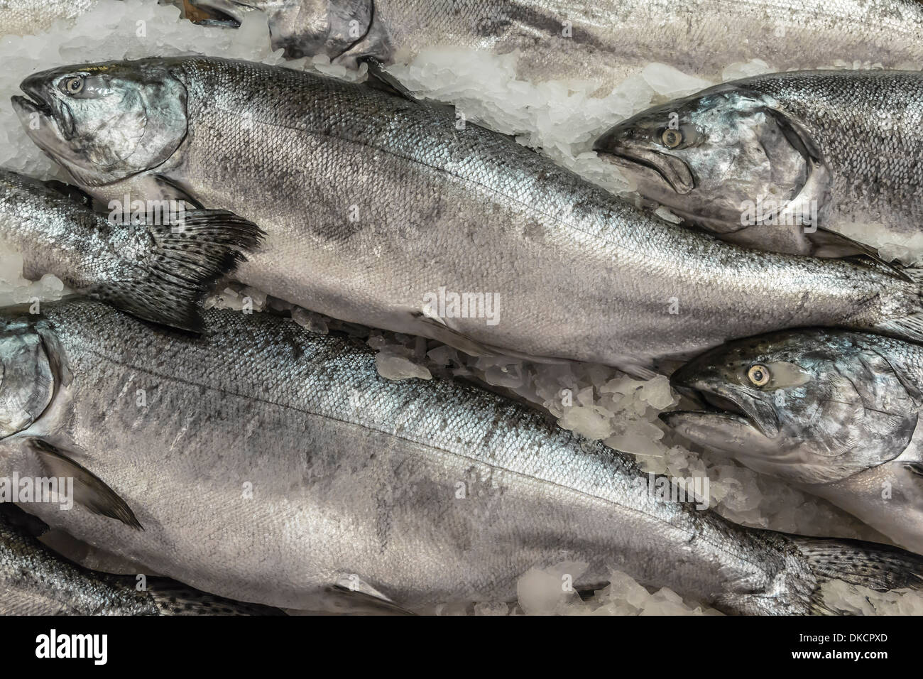 Wild salmone King catturato vicino a Vancouver Island, per la vendita in un pescivendolo spazio in Pike Place Market, Seattle, nello Stato di Washington Foto Stock