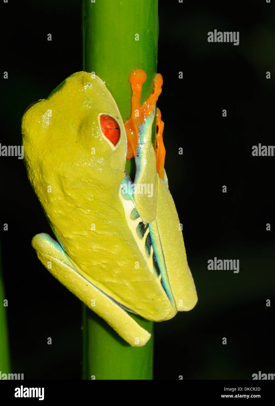 Un rosso-eyed raganella (Agalychnis callidryas) aderisce ad un impianto di stelo con i suoi piedi suckered. Tortuguero, PARCO NAZIONALE DI TORTUGUERO Foto Stock