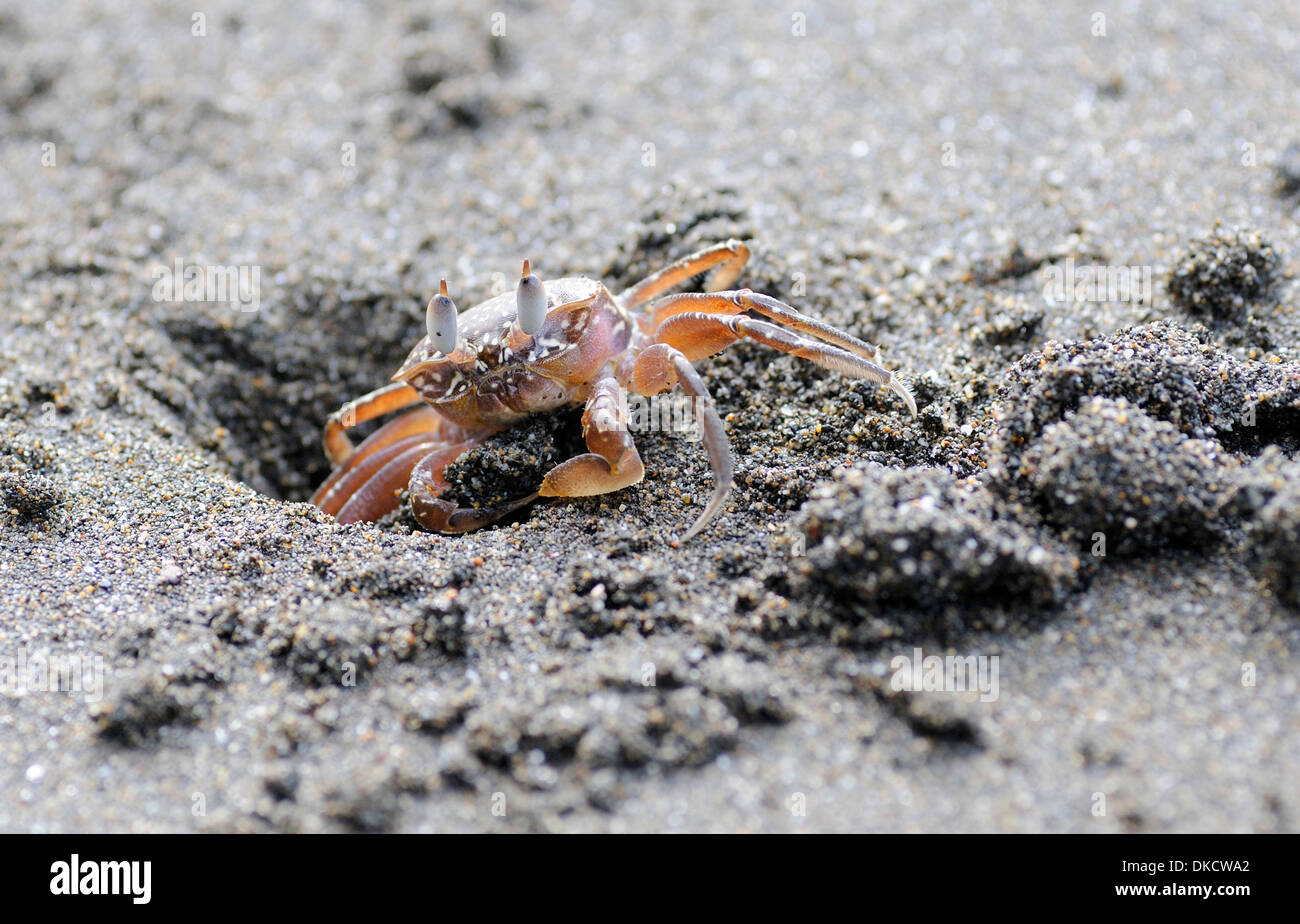 Un granchio scava un buco sulla spiaggia presso i Draghetti Bay. Oro penisola. Drake Bay, il Parco Nazionale di Corcovado, Foto Stock