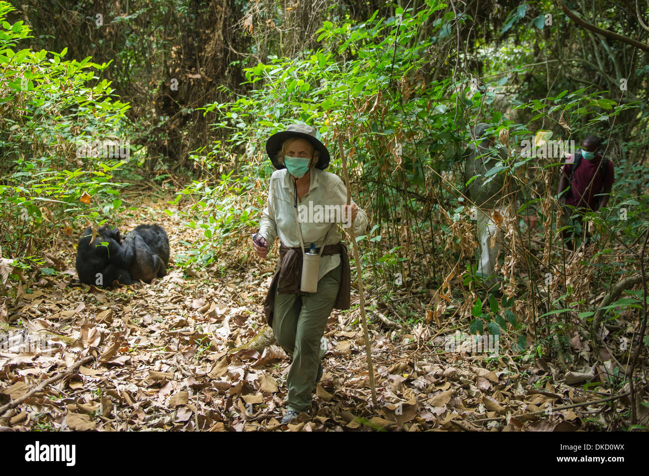 Tracciamento di scimpanzé, Mahale Mountains National Park, Tanzania Foto Stock