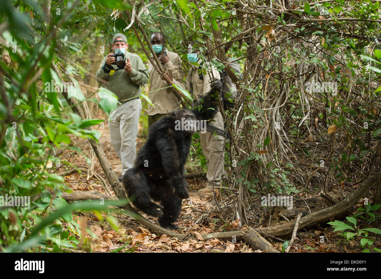 Tracciamento di scimpanzé, Mahale Mountains National Park, Tanzania Foto Stock