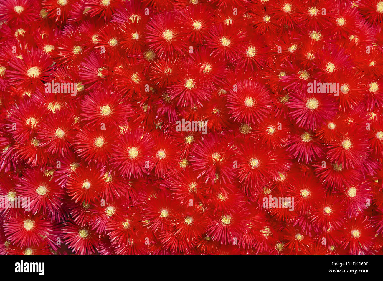 Bellissimi fiori sullo sfondo di un fiore rosso aestri Foto Stock