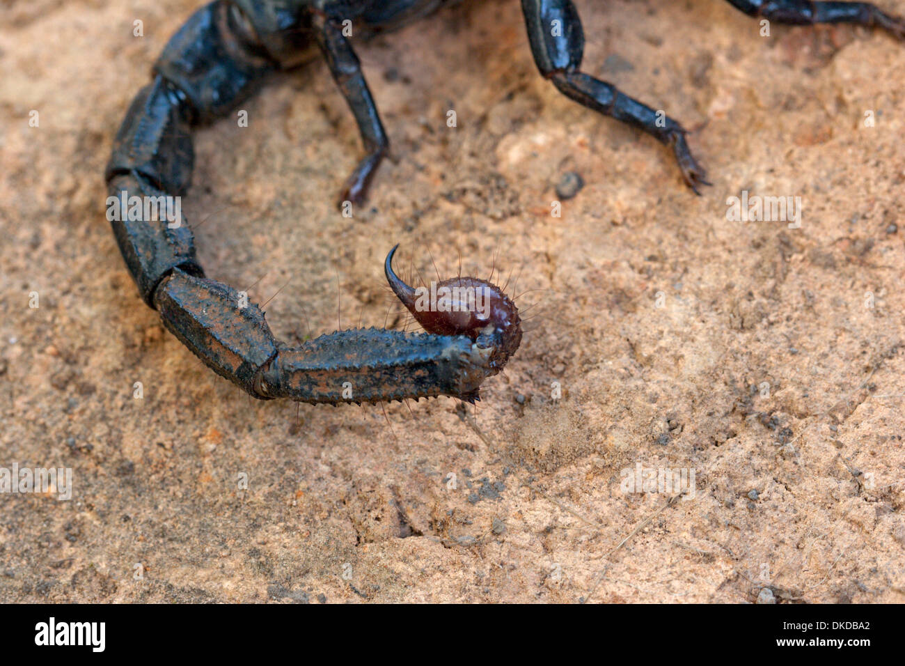 Scorpione veleno nero veleno urticante pericolose Foto Stock