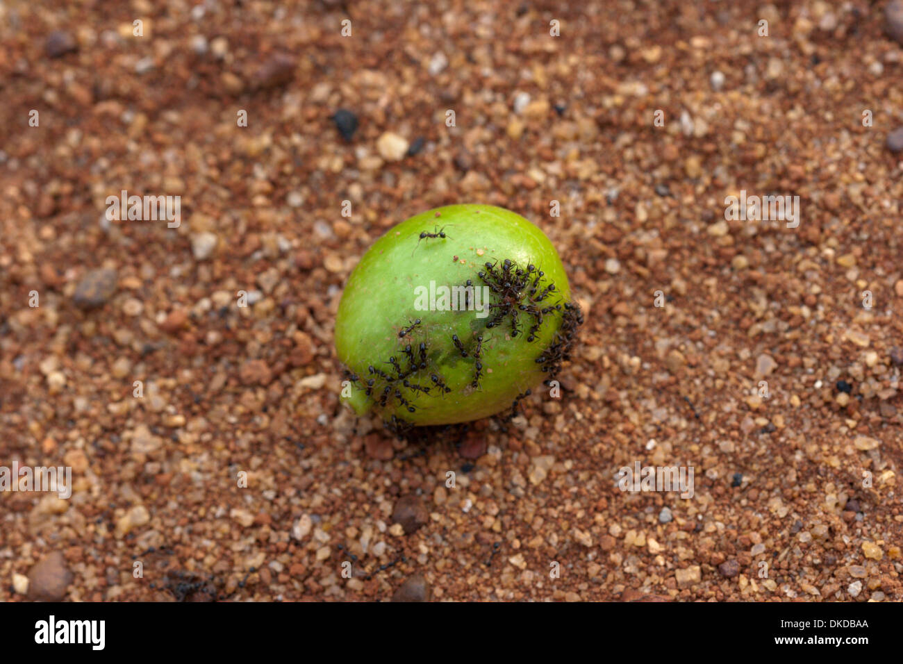 Le formiche insetti formiche mangiare frutta verde Africa Guinea Foto Stock