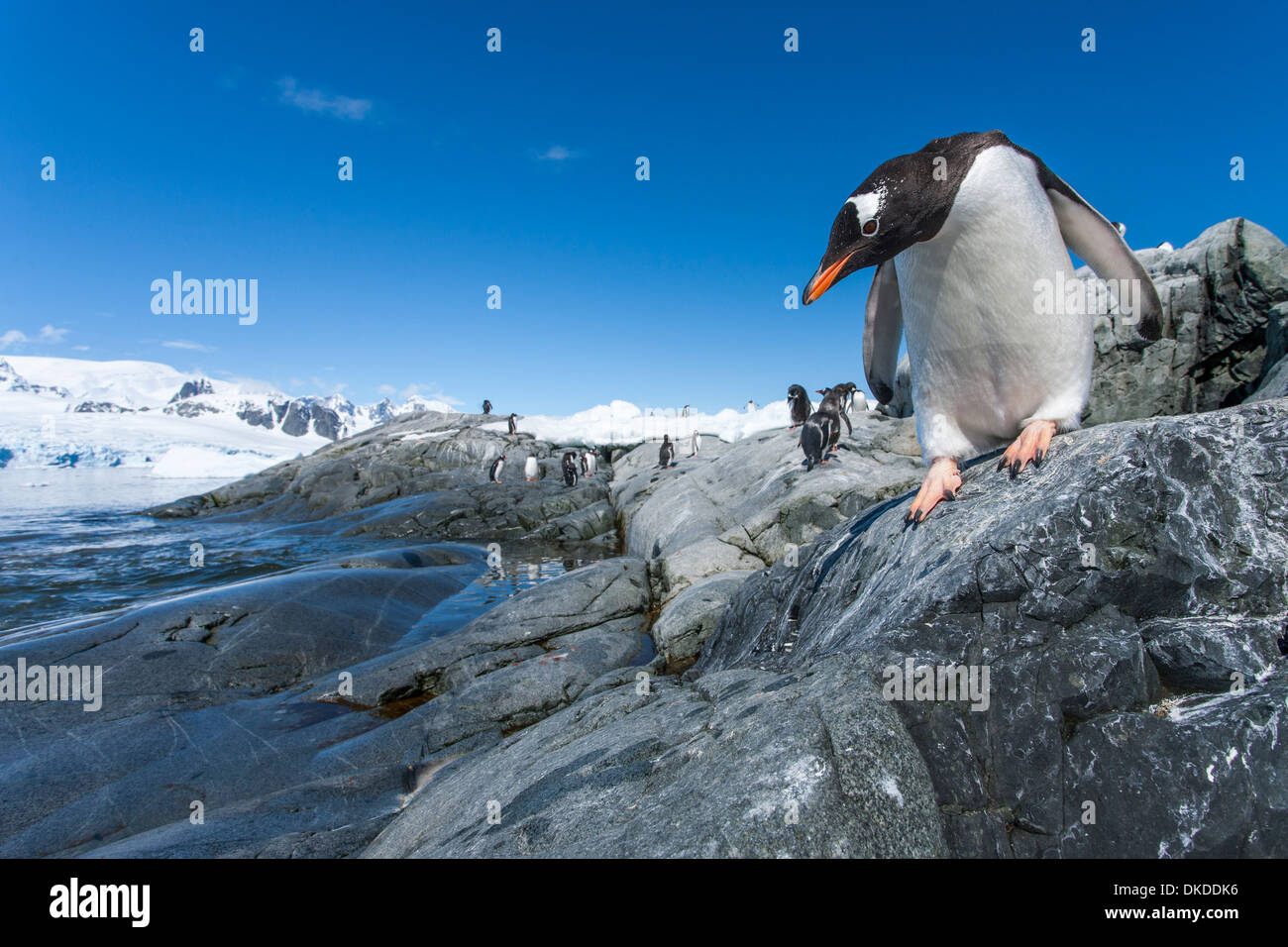 L'Antartide, Petermann Island, pinguino Gentoo (Pygoscelis papua) scendendo giù costa rocciosa lungo lo stretto di Penola Foto Stock