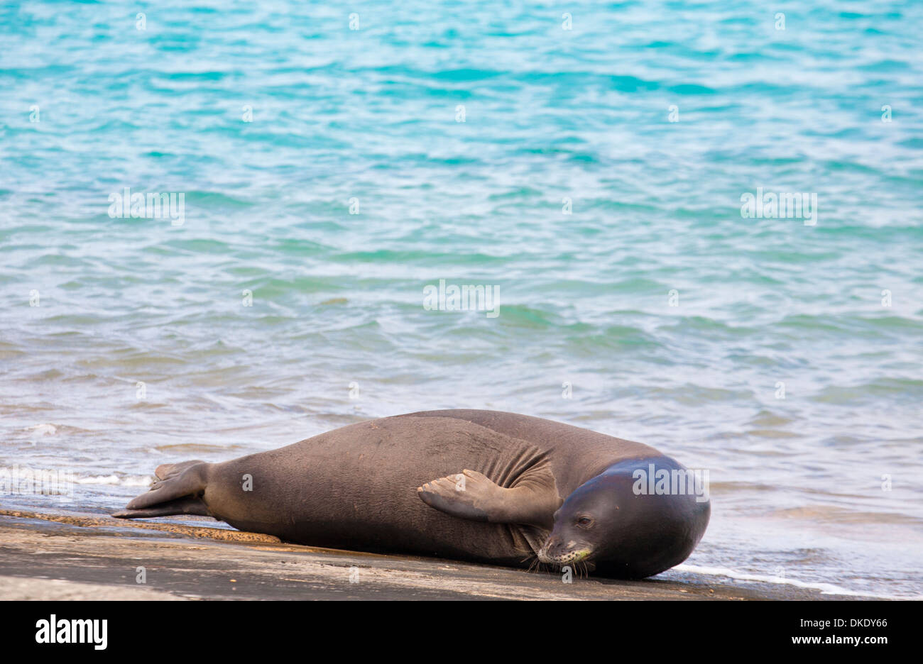 Hawaiian Foca Monaca (Neomonachus schauinslandi) crogiolarsi su Midway Atollo Papahanaumokuakea Marine National Monument Foto Stock